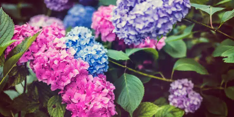 Créer un havre de verdure : quelles plantes choisir pour les terrasses et balcons ?